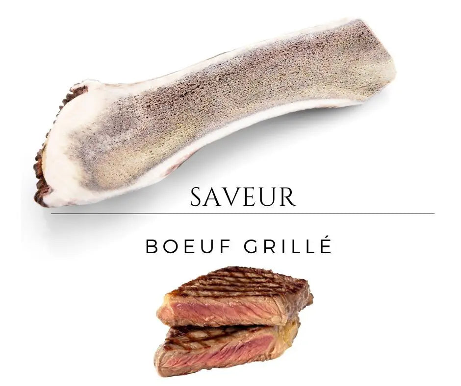 Bois de cerf pour chien tranché aromatisé M (≈ 11 CM) Chiens de 10 à 20 Kg /Boeuf grillé